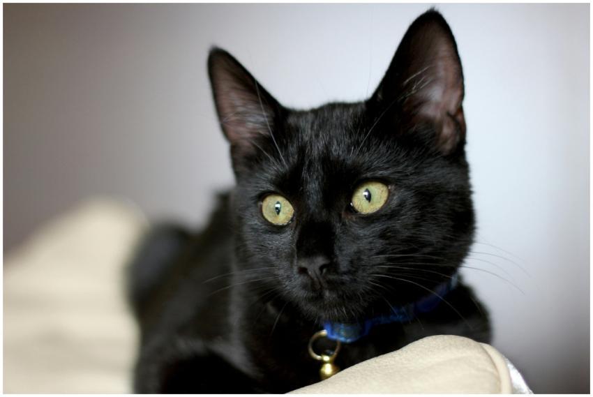 Charming portrait of a black cat with green eyes a