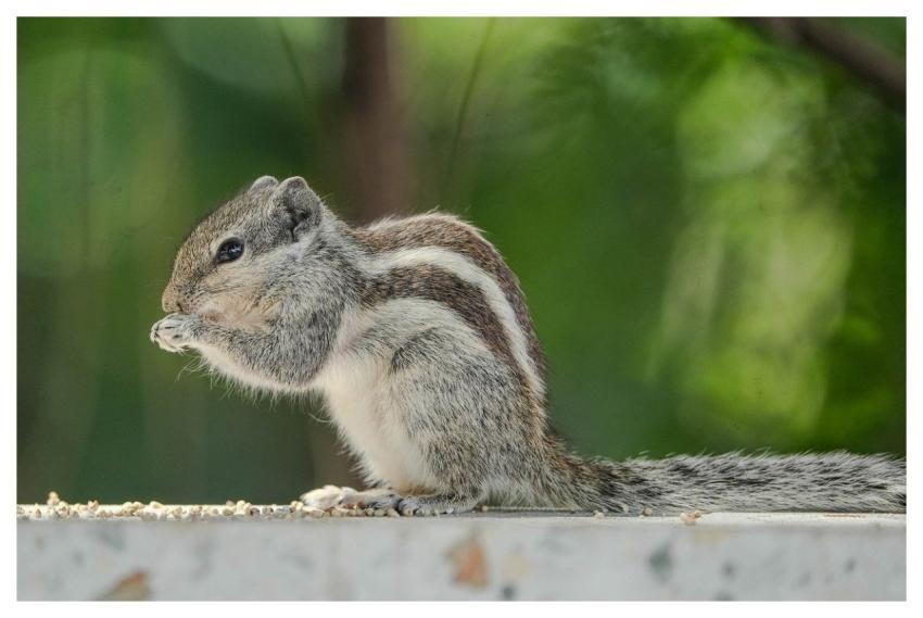 Squirrel Animal Nature Wildlife