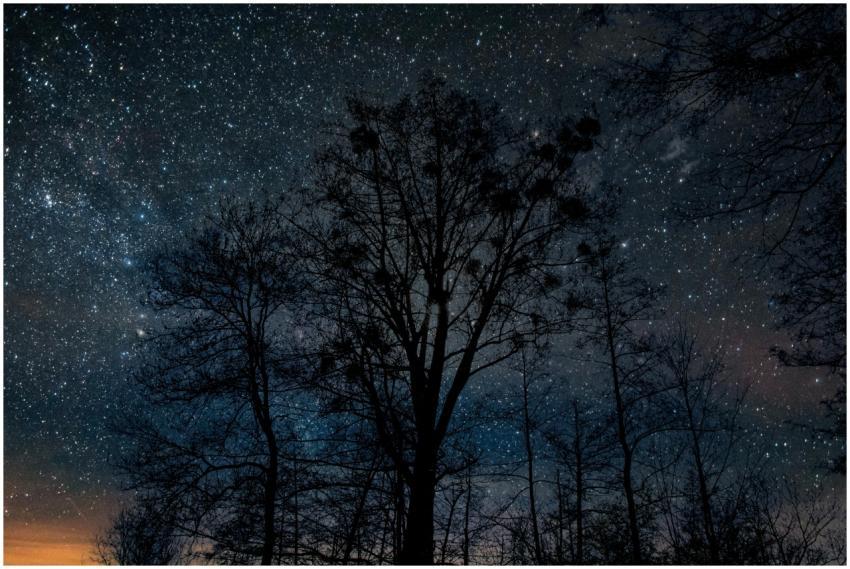Majestic night sky full of stars behind dark tree