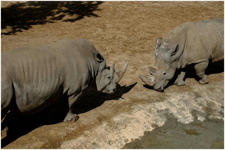 Two rhinoceroses interacting in a dry, outdoor set