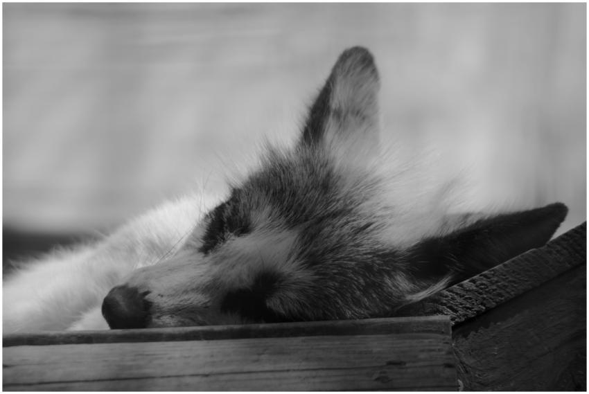 A serene black and white capture of a fox resting