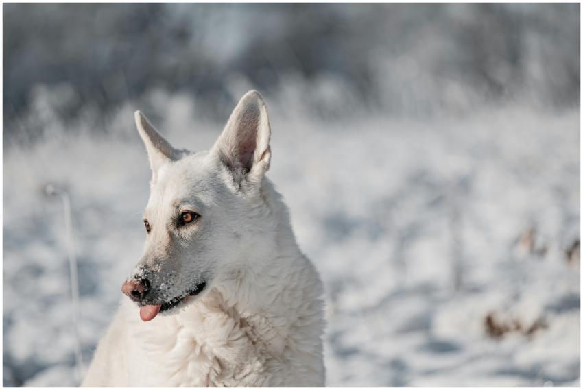 A white shepherd dog standing in a snowy field, ca