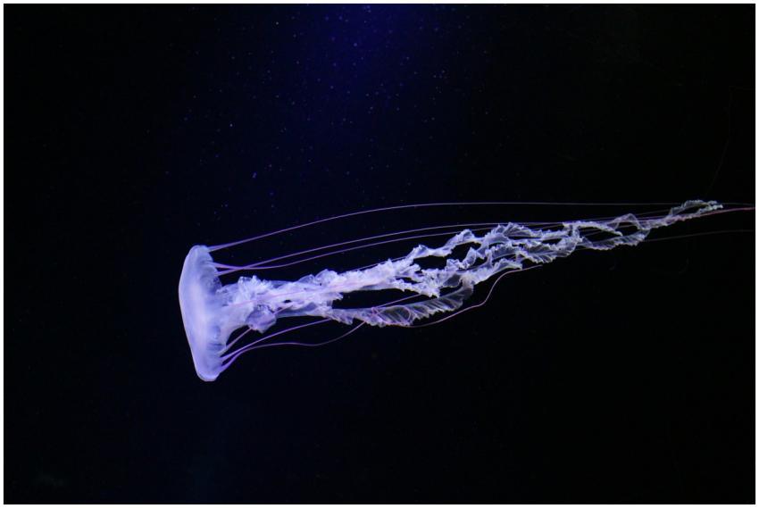 A stunning jellyfish elegantly swims in the deep b