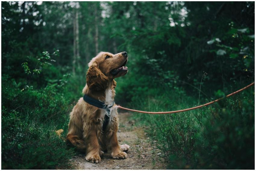 Adorable cocker spaniel puppy enjoying a walk in a