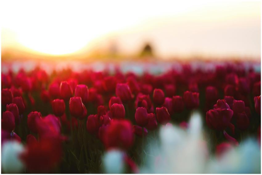 A stunning field of red tulips basking in the soft