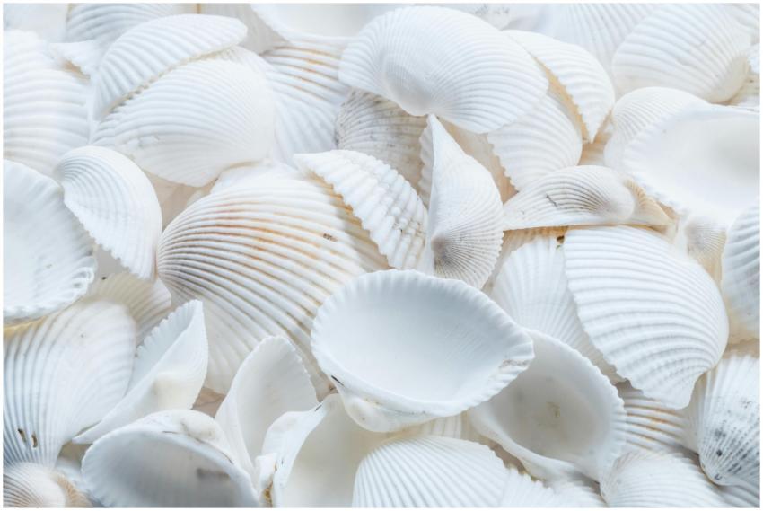 A detailed close-up of white seashells creating a