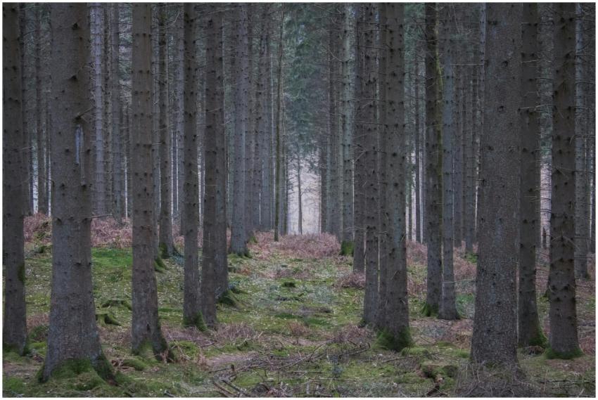 Serene pine forest featuring tall, straight trees
