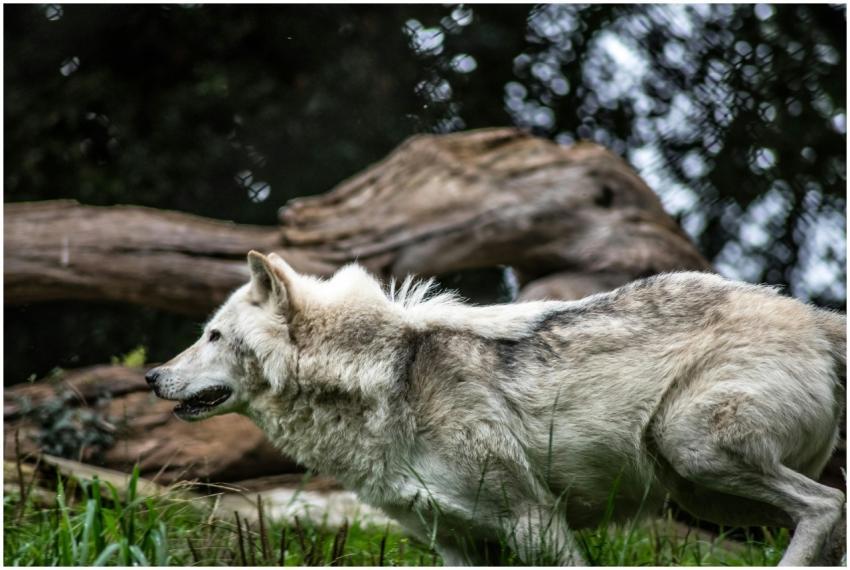 Dynamic shot of a gray wolf running through the wi