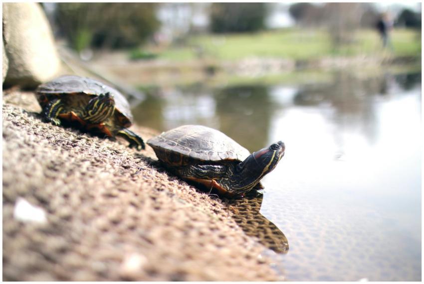 A peaceful scene of two turtles resting near a pon