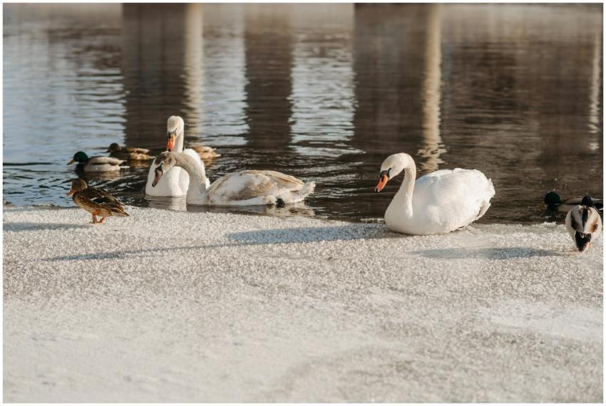 Swans and ducks rest on frozen lake surface during