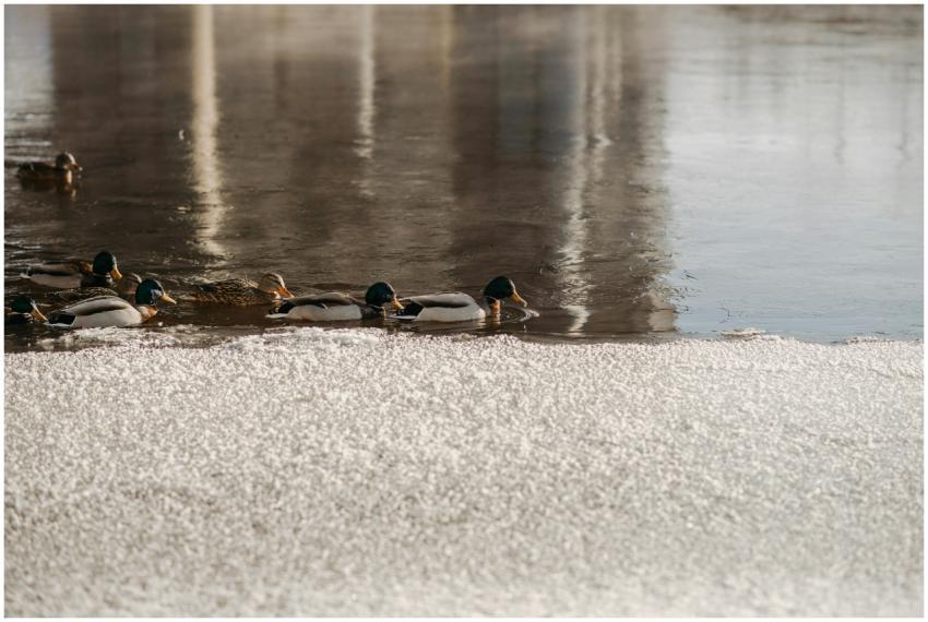 A serene winter scene of mallard ducks swimming on