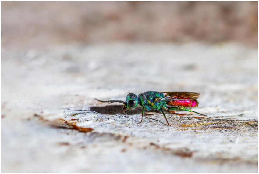 Vivid macro image of a colorful cucoo wasp on a te