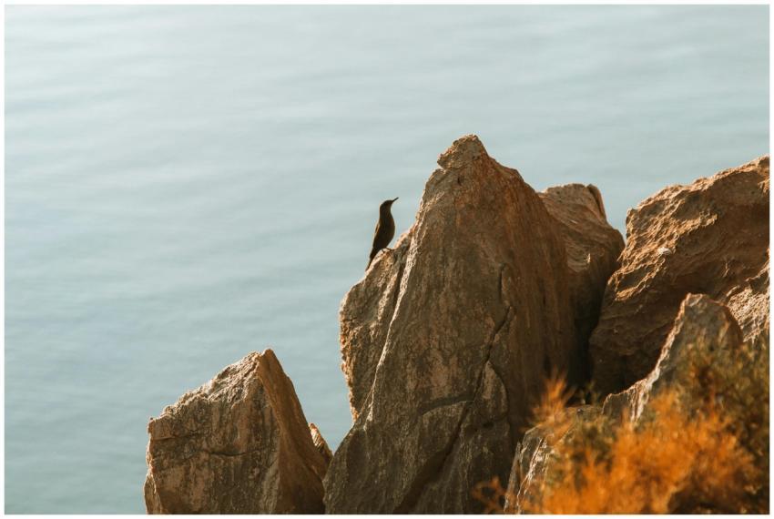 A solitary bird calmly perched on jagged rocks ove
