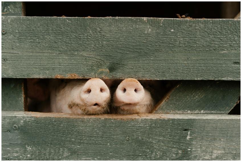 Two pig snouts peeking through a wooden fence on a