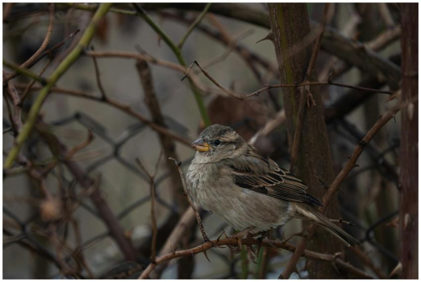 Close Up Sparrow Perched