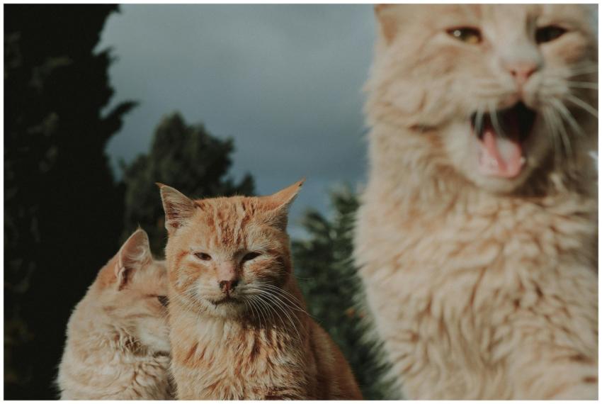Three ginger cats enjoy a sunny day outdoors, show