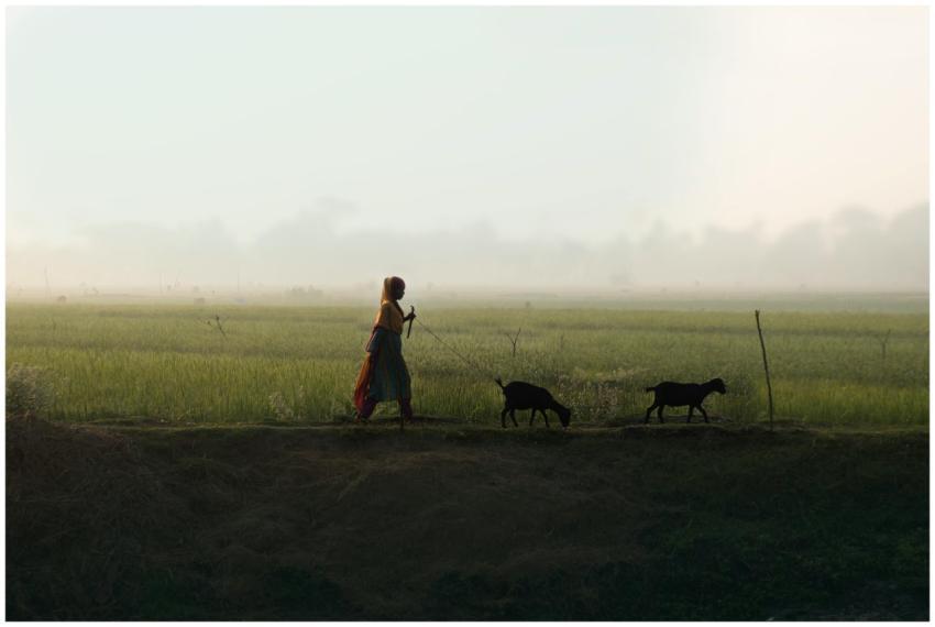 Silhouette of a woman walking with goats in a mist