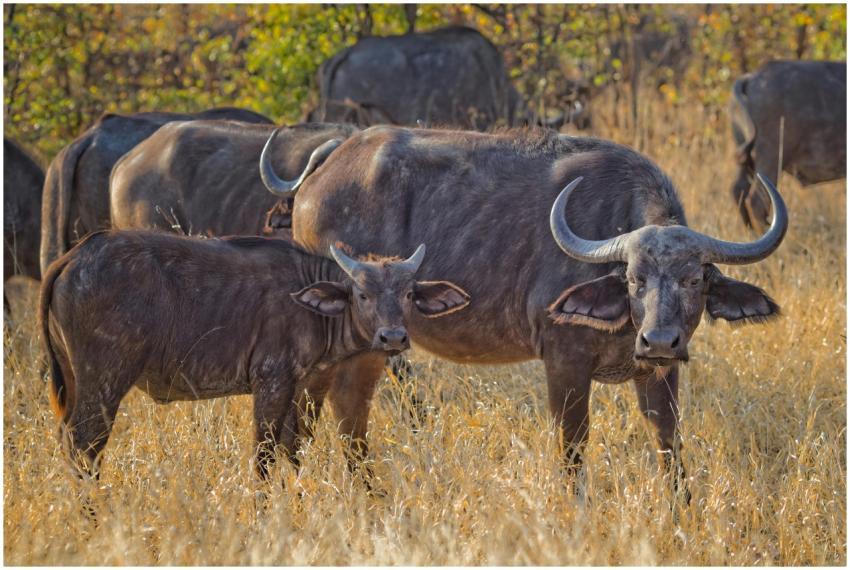 A close-up of a herd of African buffalos grazing i