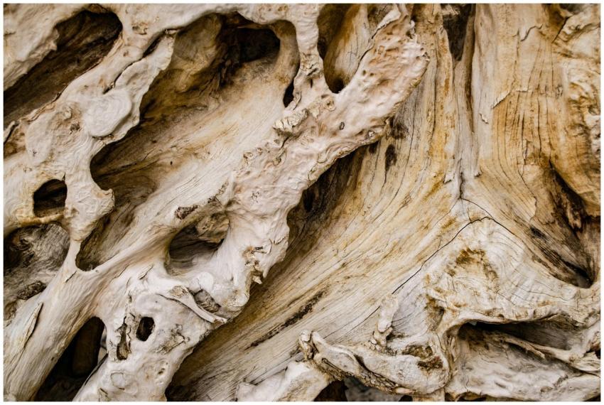 Detailed close-up of weathered tree bark showcasin