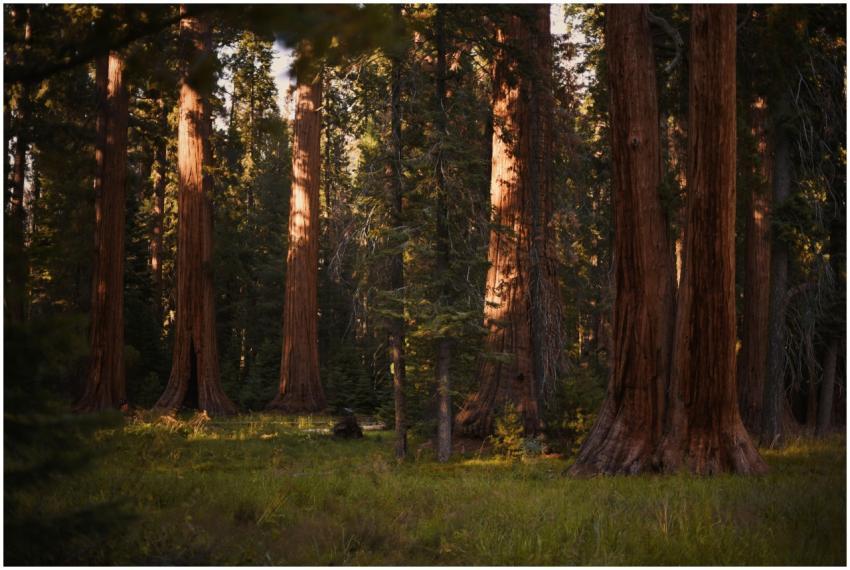 A serene view of towering redwood trees in a Calif