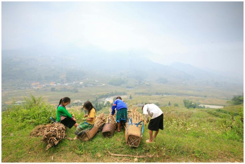 Young group gathering firewood in foggy rural fiel