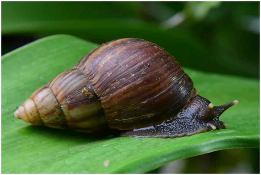 Detailed macro shot of a brown snail on a green le