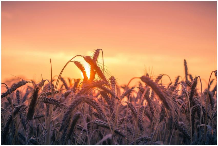 A vibrant sunset illuminates a field of ripening w