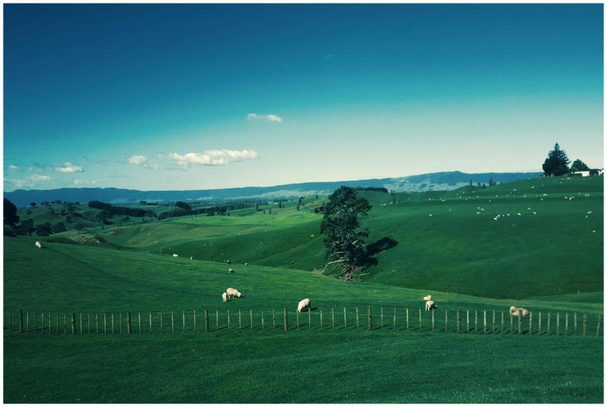 Idyllic landscape with sheep grazing in the lush g