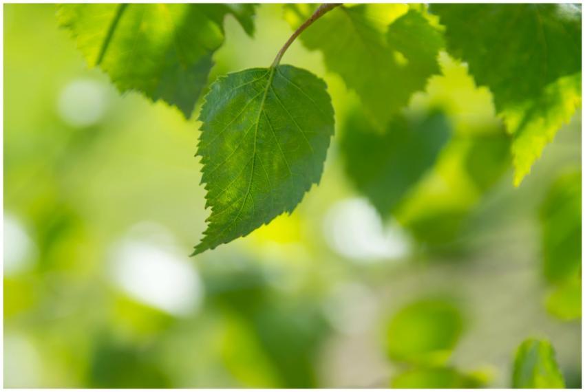 Detailed close-up of a fresh green leaf with blurr