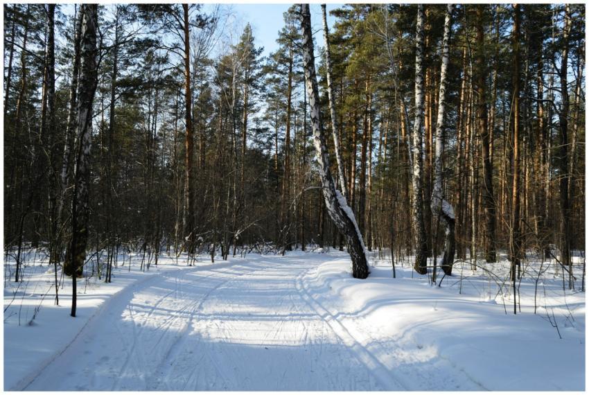Snowy path in a serene winter forest with tall tre