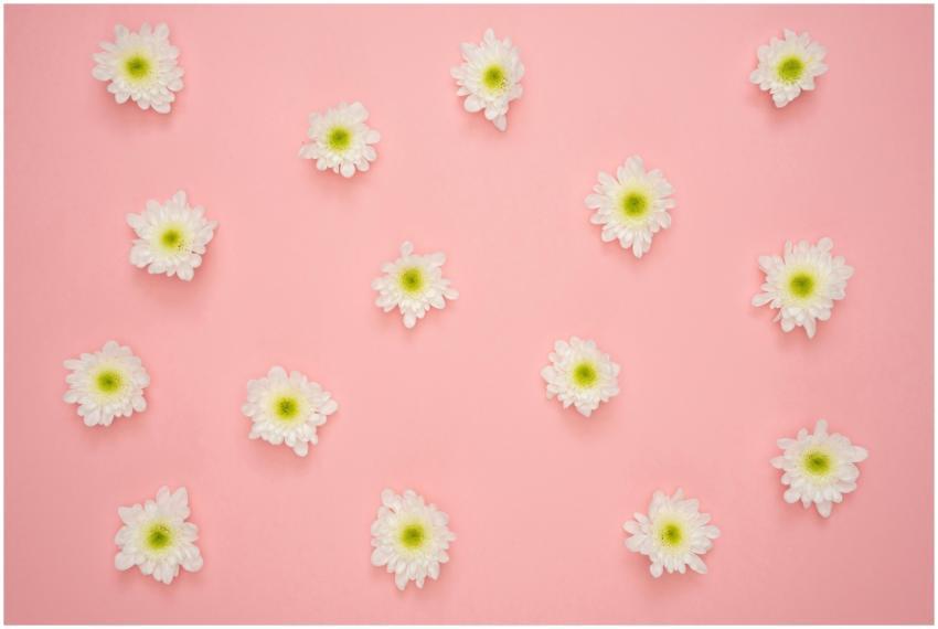 White chrysanthemum flowers arranged on a soft pin