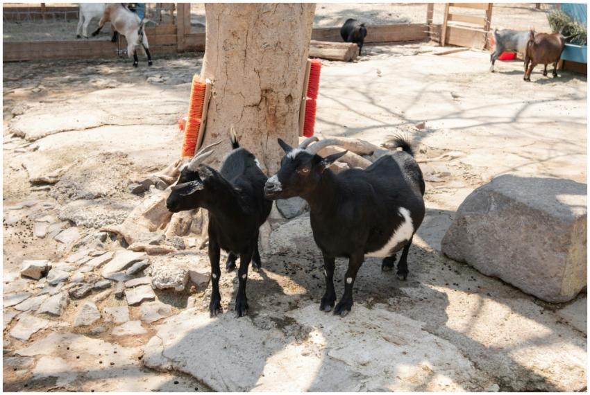 Two black goats stand near a tree in an outdoor, s