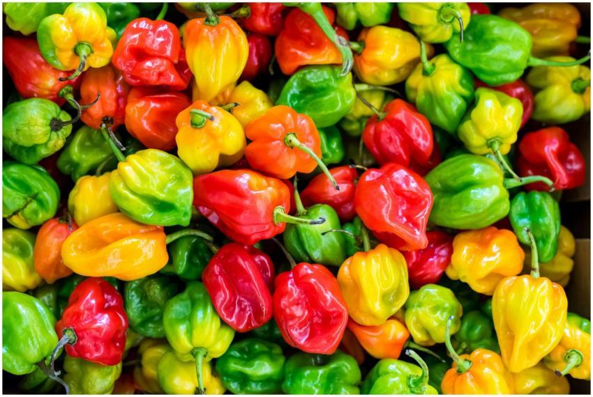 A colorful close-up of fresh habanero peppers show