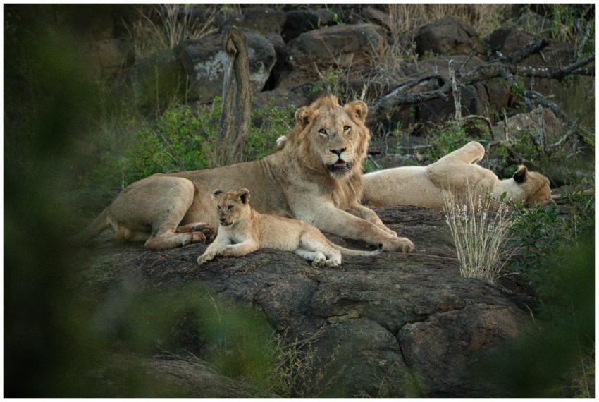 A family of lions resting on a rock in the wild sa