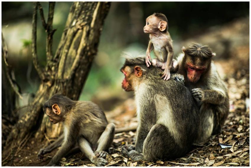 A charming scene of macaque monkeys interacting to