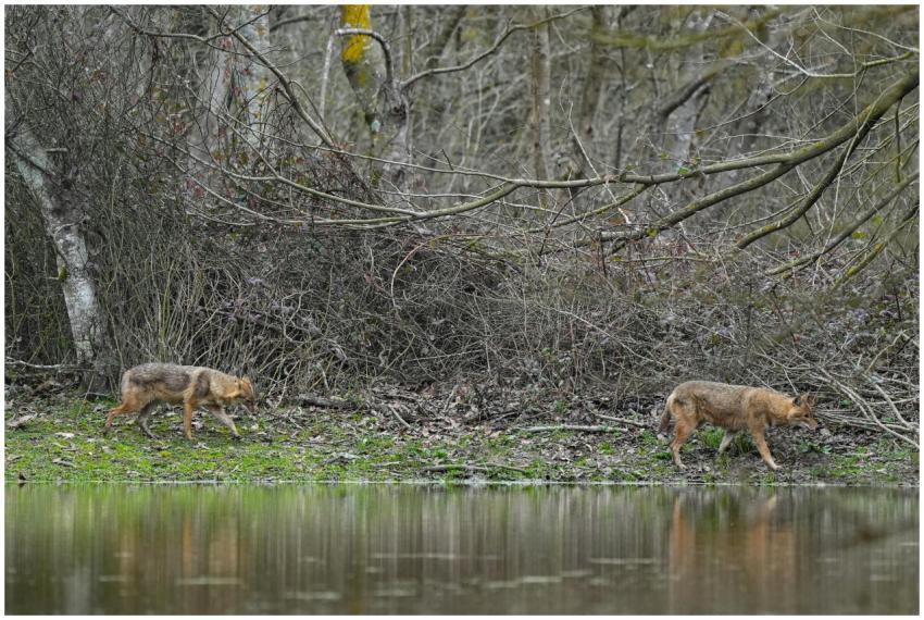 Two wolves walking along a forest lake, showcasing