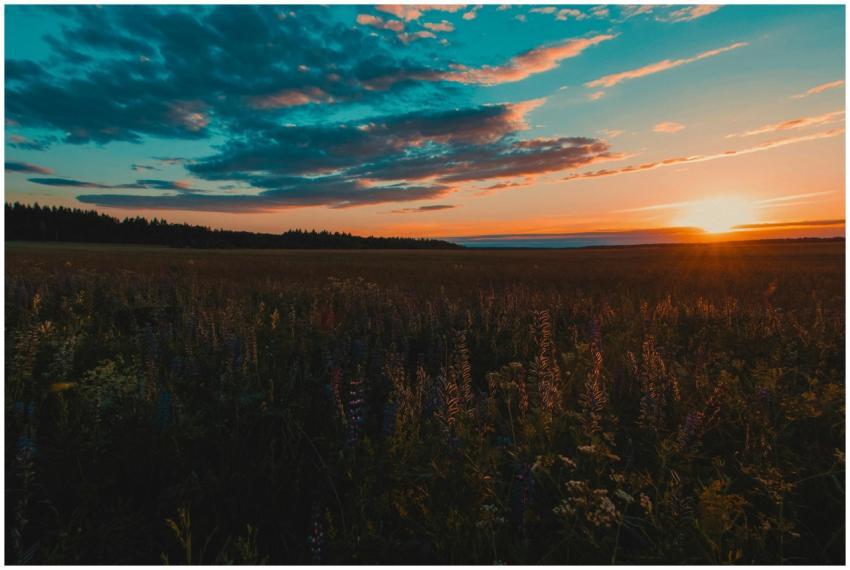 Vibrant sunset over a tranquil wildflower field, c