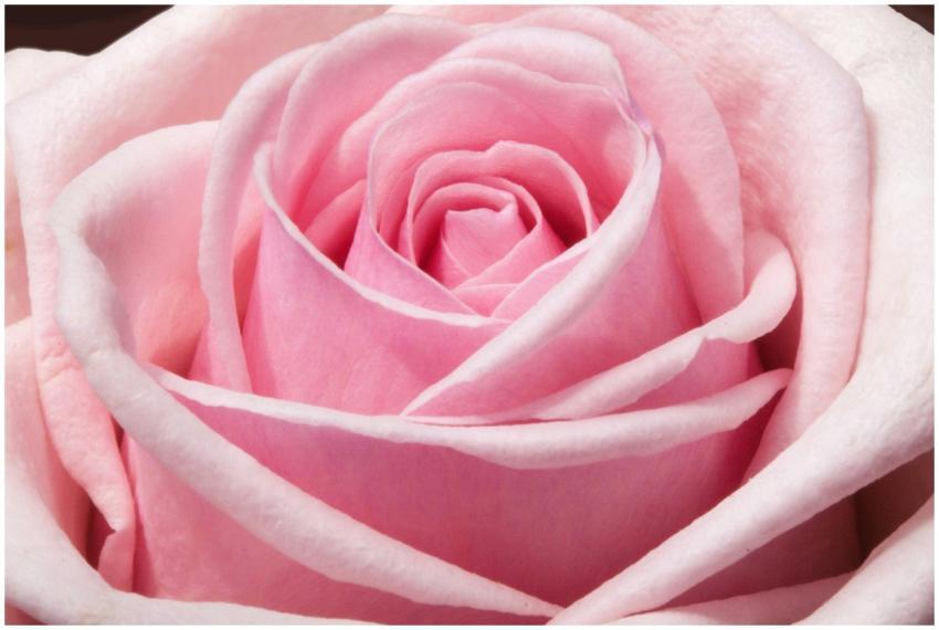 Beautiful close-up of a pink rose showcasing delic