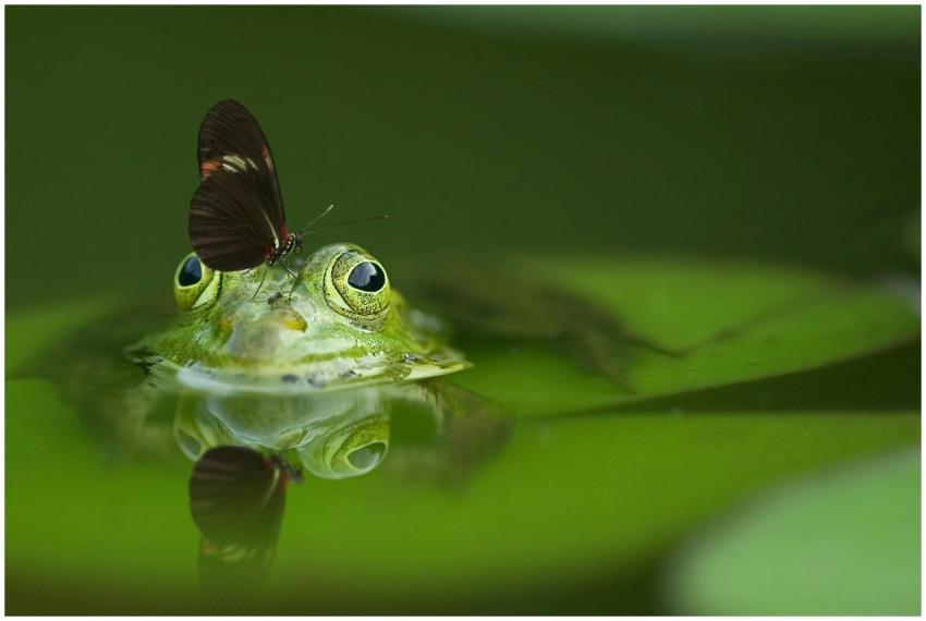 Macro shot of a frog with a butterfly on its head,