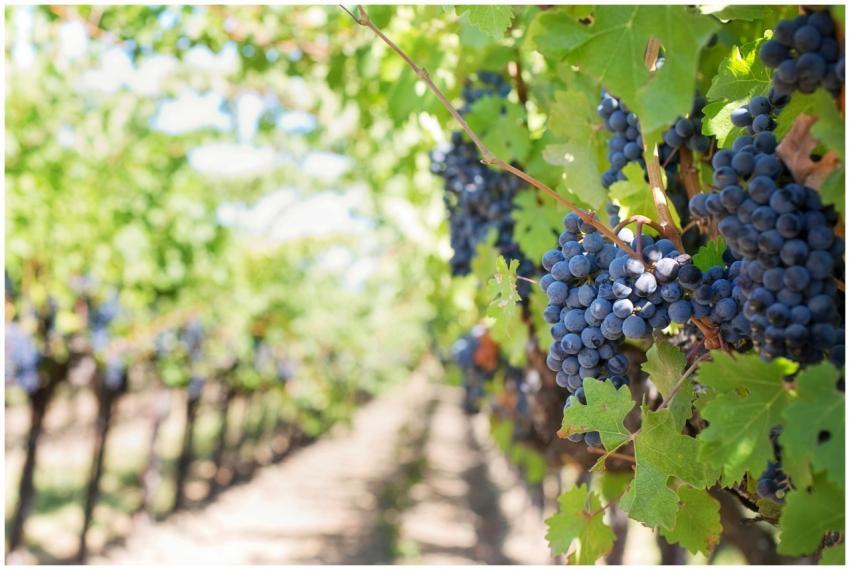 Close-up of ripe grapes on vineyard vines ready fo