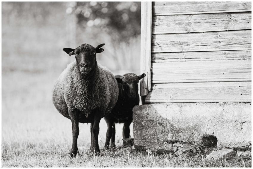 A monochrome close-up of two black sheep standing