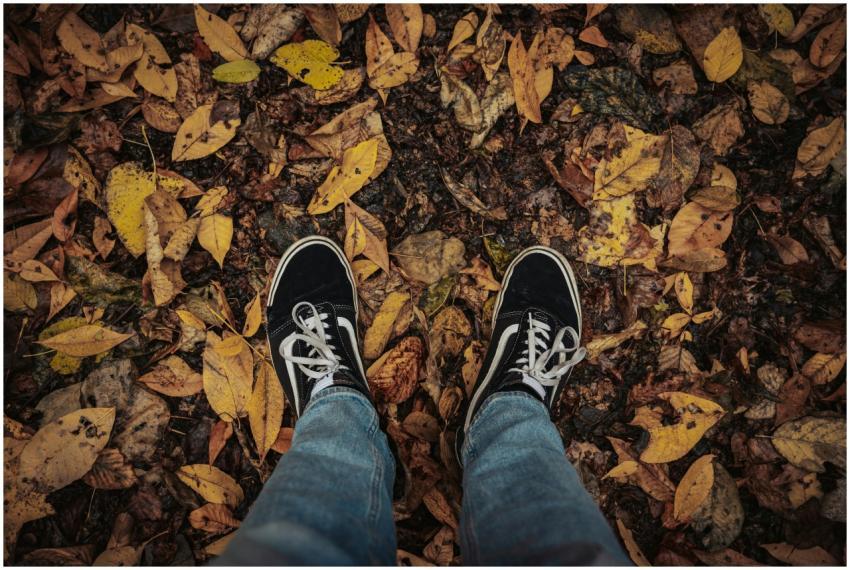 Free stock photo of amber tones, anthocyanins, aut