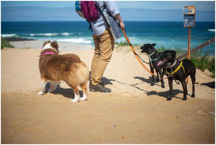 A man enjoys a sunny day walking three dogs on a s