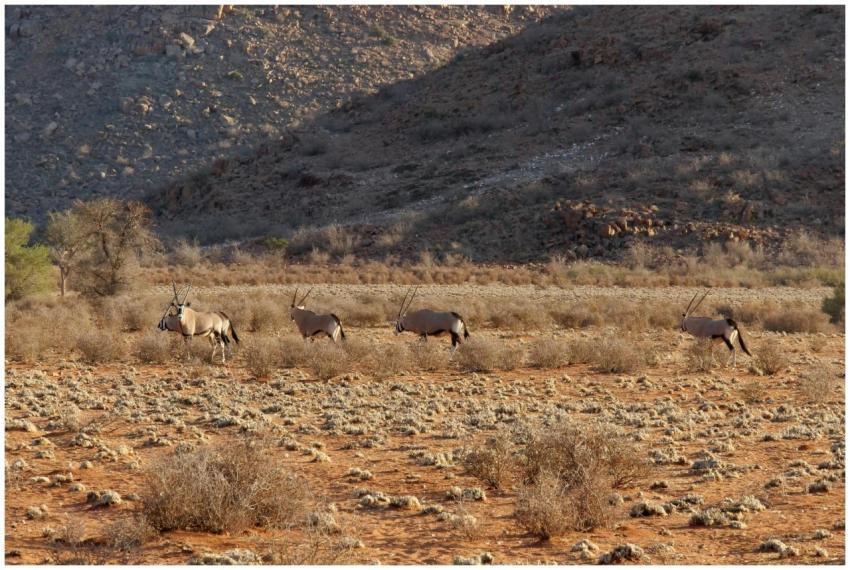 Four gemsbok roam a rugged, rocky desert landscape