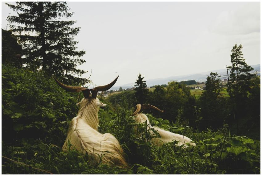 Two mountain goats resting in a lush forest with a