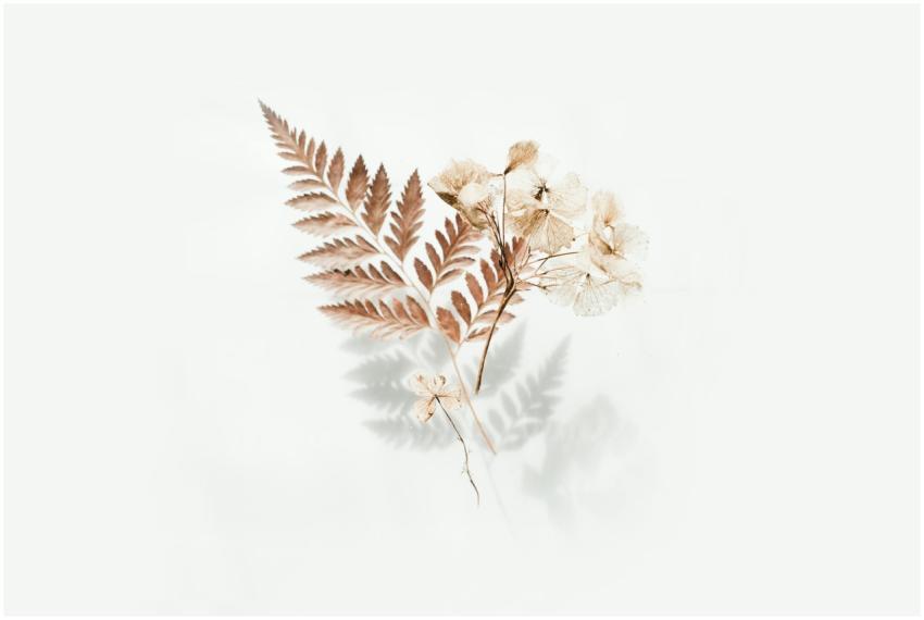 Elegant arrangement of dried fern leaves and flowe