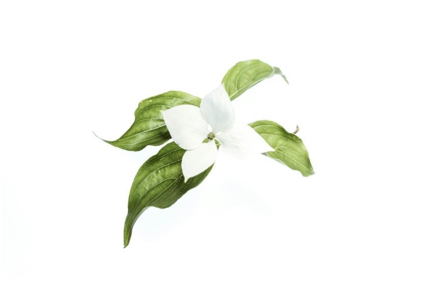 A delicate white trillium flower with green leaves