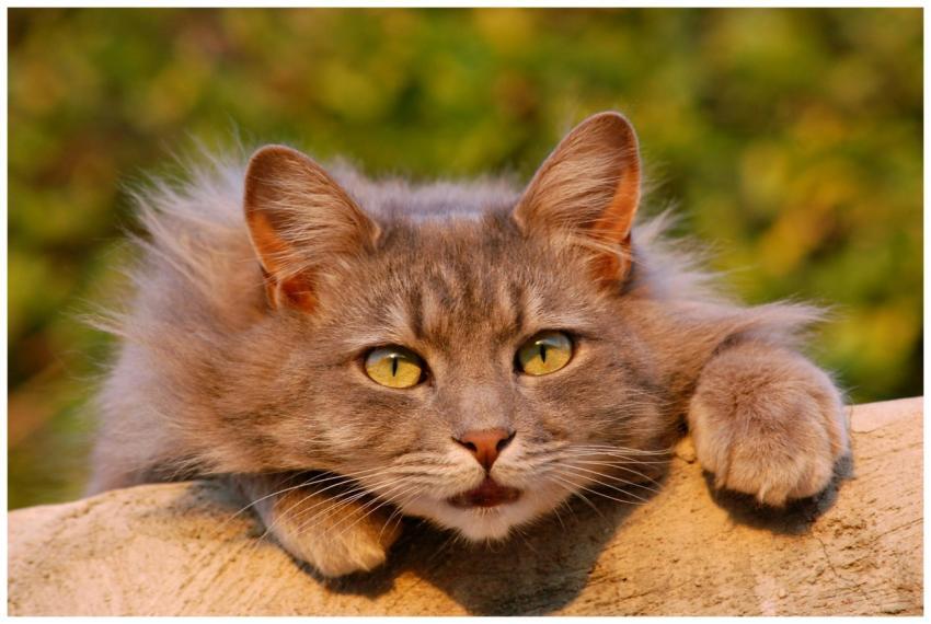 Charming close-up of a fluffy Maine Coon cat with