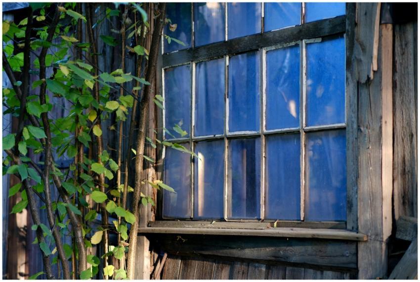 Sunlit rustic wooden window surrounded by green cl
