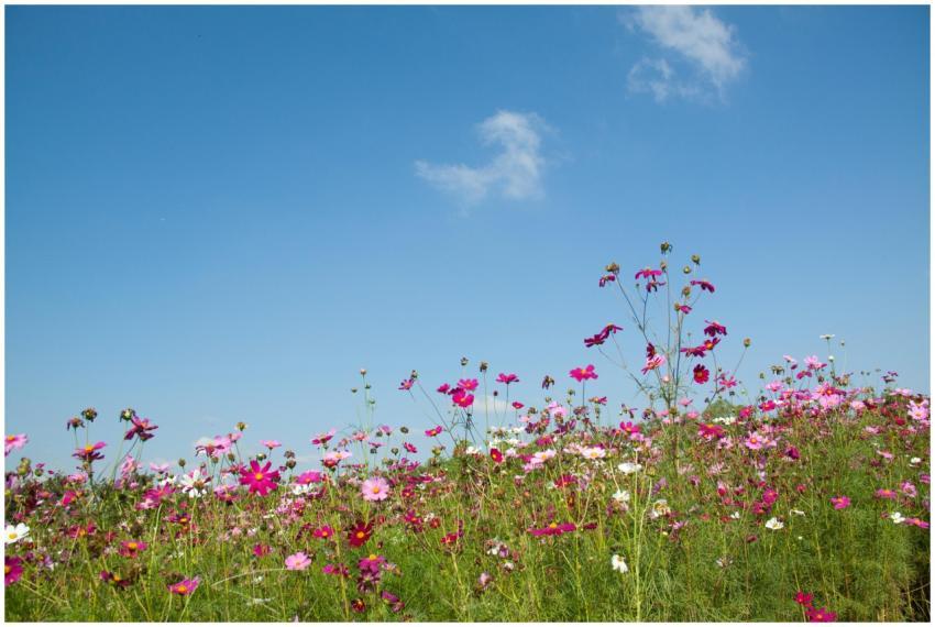 Vibrant wildflowers blooming in a meadow against a